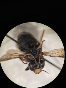 Wool Carder Bee - nest building - Anthidium manicatum 