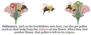 Diagram of Bee pollination