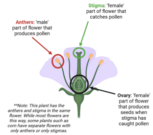 Diagram of a flower