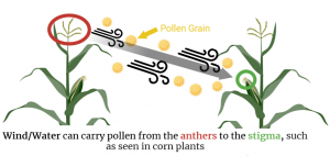 Diagram of Wind Pollination