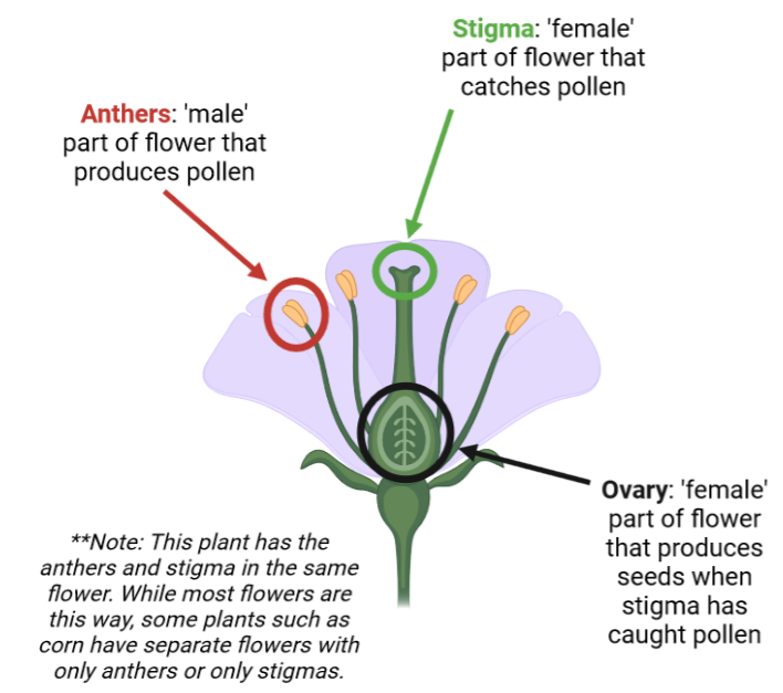 flower-diagram-the-college-of-wooster-pollinator-plots