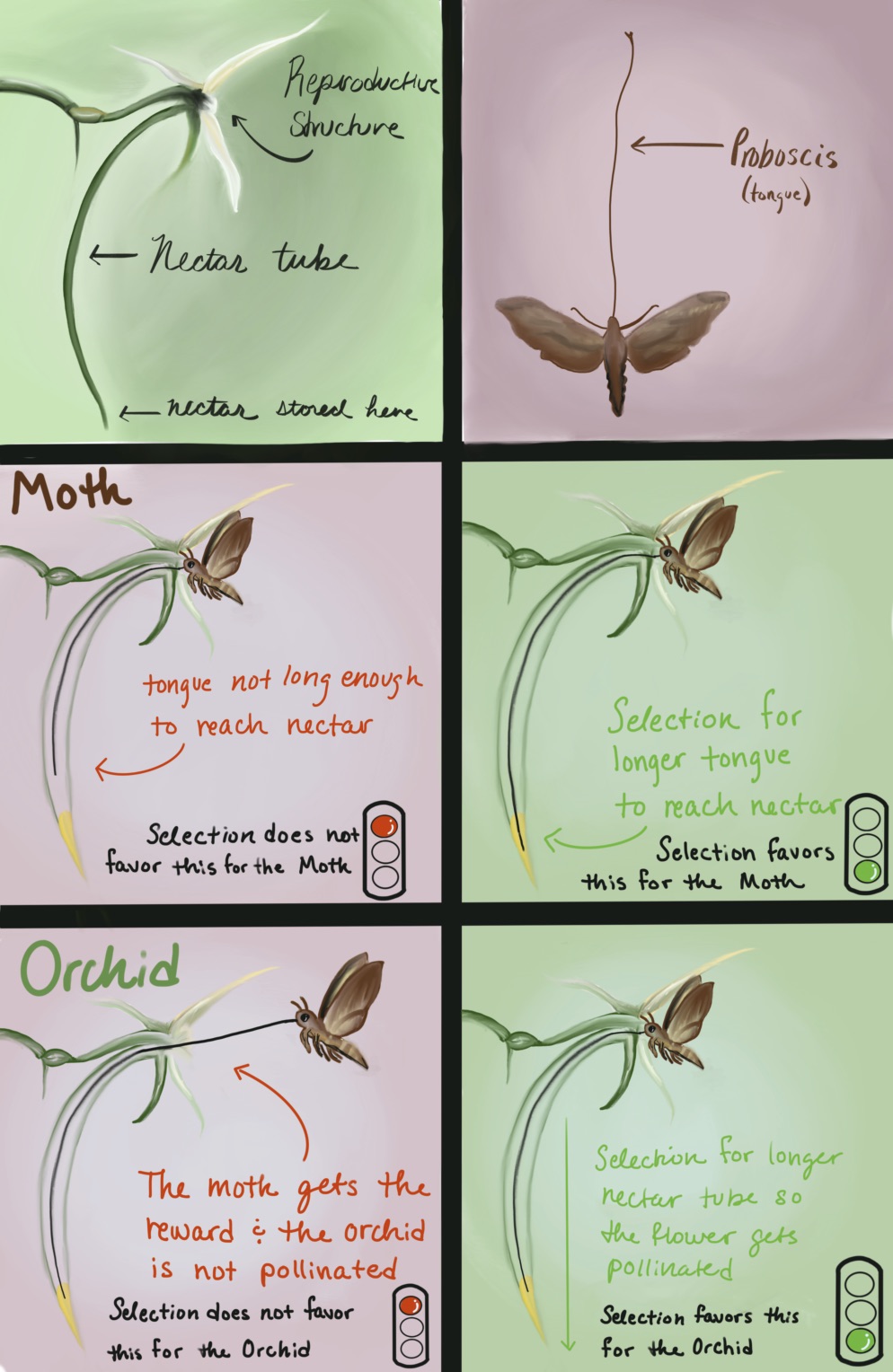 Cool And Extreme Pollinator Plant Relationships The College Of Wooster Pollinator Plots 